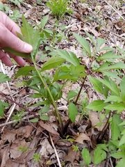 Ranunculus hispidus nitidus