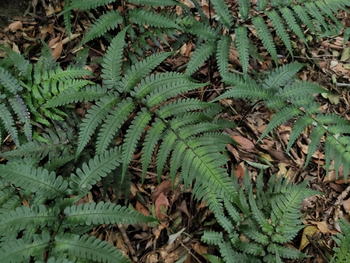 Diplazium mettenianum observed 2026-07-19