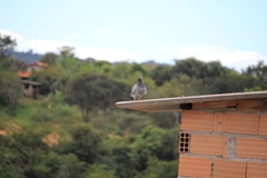 Columba livia domestica