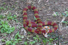 Micrurus langsdorffi