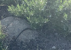 Masticophis lateralis lateralis