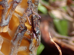 Eremocoris semicinctus