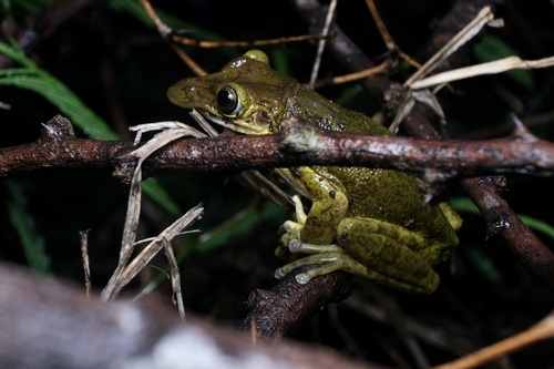 Duck-bill Hylid Frog, Triprion spatulatus