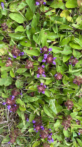 common selfheal
