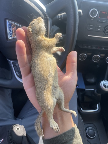 European Ground Squirrel