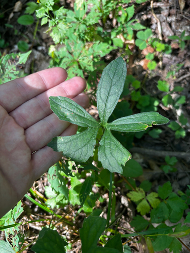 Viola palmata