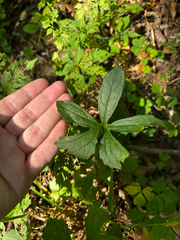 Viola palmata, photograph (c) Chris Stahl, some rights reserved (CC BY)