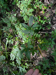 Viola palmata, photograph (c) Chris Stahl, some rights reserved (CC BY)