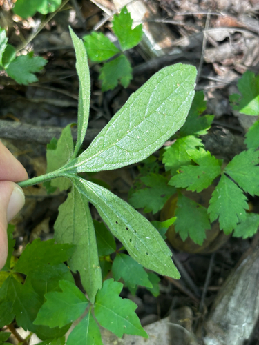 Viola palmata, photograph 4