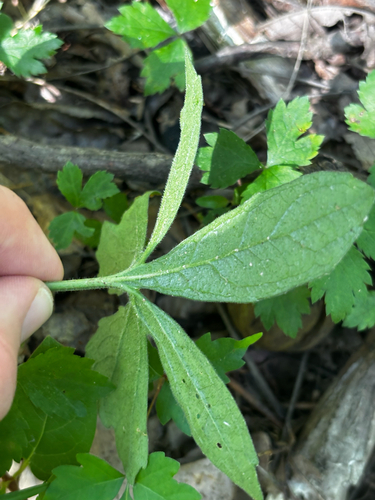 Viola palmata, photograph 5