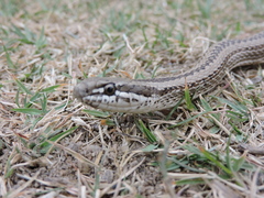 Philodryas psammophidea