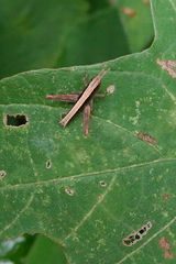 Phlaeoba antennata
