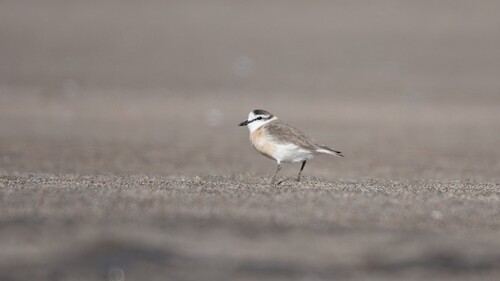 iNaturalist image