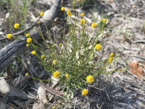 Calotis lappulacea, photograph 4