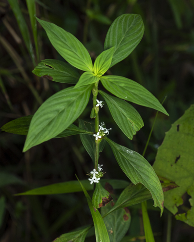 Spermacoce ocymifolia observed 2026-07-12