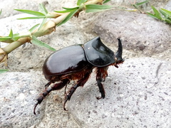 Xyloryctes thestalus