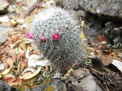 Mammillaria flavicentra
