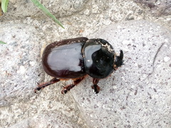 Xyloryctes thestalus