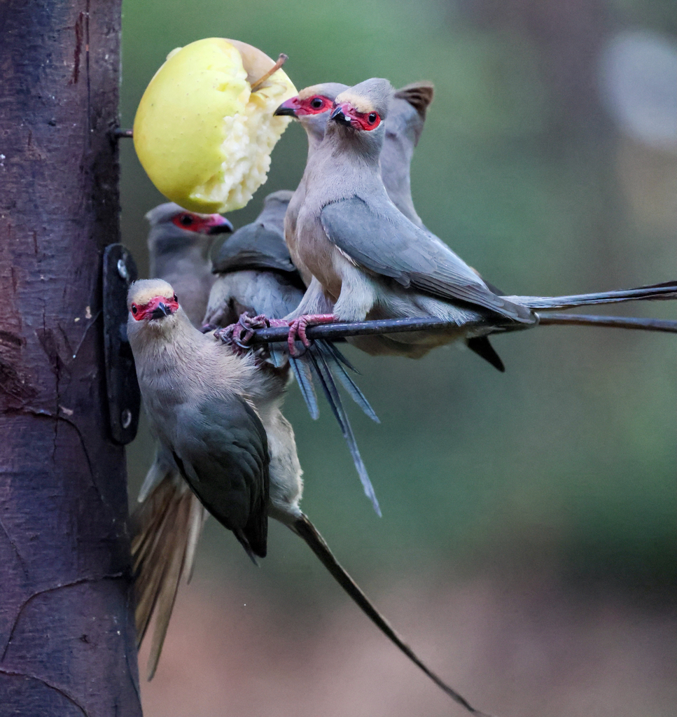 Red-billed Mousebirds
