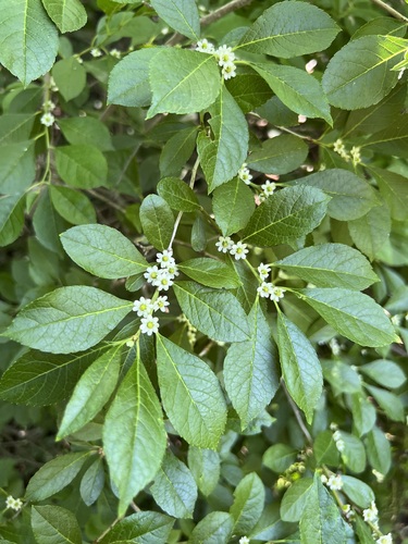 winterberry holly