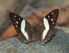 Dodona deodata
