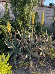 Aloe vera