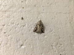 Didugua argentilinea