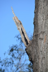 Eucalyptus crebra