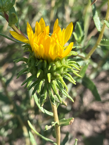 Curlycup Gumweed