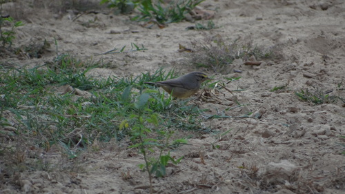 Sulphur-bellied Warbler (Phylloscopus griseolus), photo 10