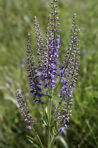 Veronica spuria, photograph 4