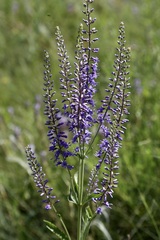 Veronica spuria, photograph (c) Dr. Alexey Yakovlev, some rights reserved (CC BY)
