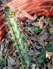 Echinocereus berlandieri