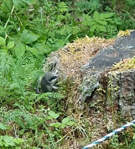 Eurasian Forest Dormouse, Prägraten am Großvenediger, 9974, Österreich, photo 8 of 10