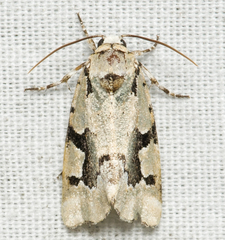 Emarginea percara