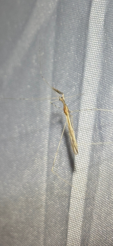 Ploiaria reticulata