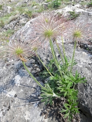Pulsatilla