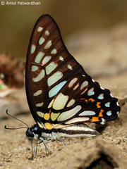 Graphium chironides