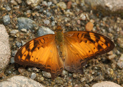 Vagrans sinha