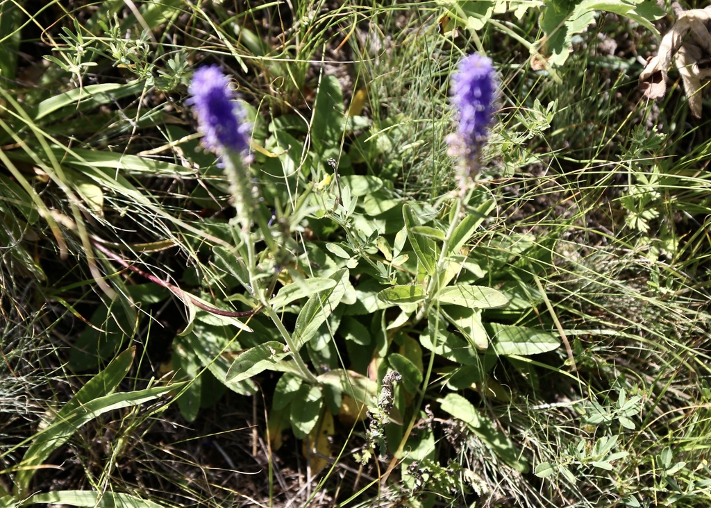 Veronica porphyriana; photograph (c) Dr. Alexey Yakovlev, some rights reserved (CC BY)