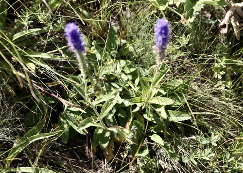 Veronica porphyriana