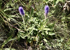 Veronica porphyriana
