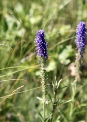 (c) Dr. Alexey Yakovlev, some rights reserved (CC BY) Veronica porphyriana, photograph (c) Dr. Alexey Yakovlev, some rights reserved (CC BY)