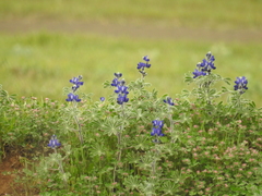 Lupinus pilosus