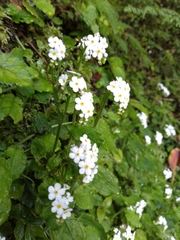 Trigonotis formosana elevatovenosa