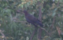 Patagioenas flavirostris