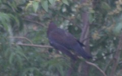 Patagioenas flavirostris