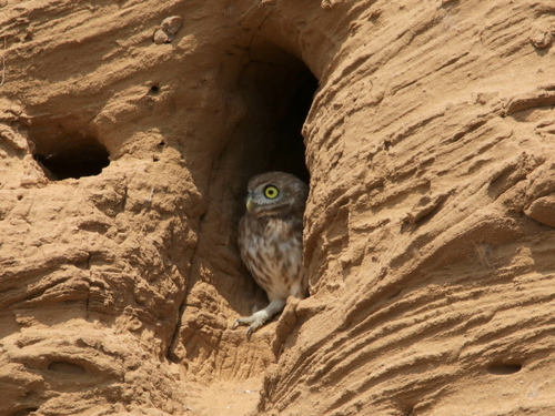 Little Owl