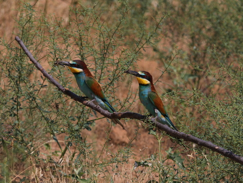 European Bee-eater