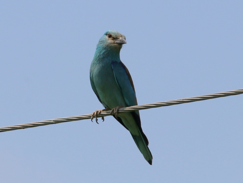 European Roller